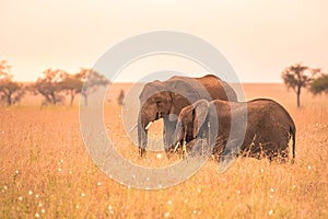 African Elephant Couple in the savannah of Serengeti at sunset. Acacia trees on the plains in Serengeti National Park, Tanzania.
