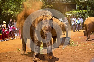 African elephant covered in dust