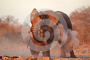 Un elefante cubierto en polvo 