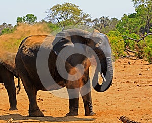 African Elephant covered in dust which it has just sprayed over itself to keep cool