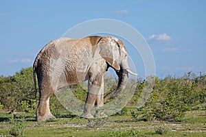 African elephant covered in mud