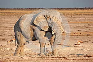 African elephant covered in mud