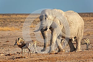 African elephant covered in mud