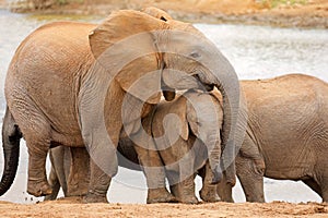 African elephant cow with calf, Addo Elephant National park, South Africa