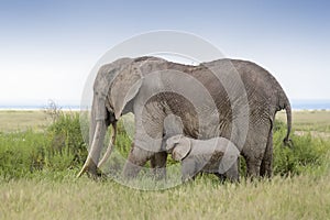 African elephant cow and calf feeding