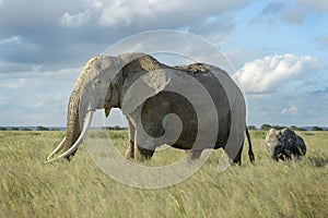 African elephant cow and calf in grassland