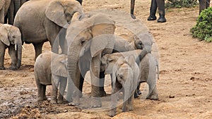 African elephant cow with calves, Addo Elephant National Park, South Africa