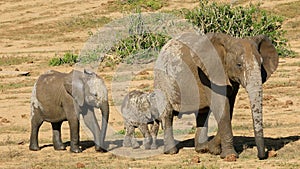 African elephant cow and calves walking, Addo Elephant National Park, South Africa