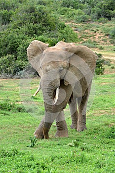 African elephant crossing front legs