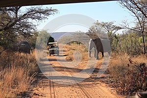 African elephant crossing a read in Welgevonden Game Reserve in South Africa