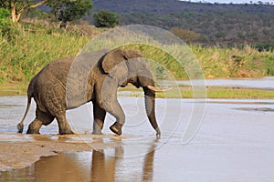 African elephant crossing river