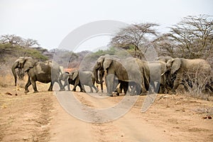 African elephant crossing the road