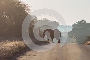 African Elephant Crossing Road