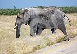 African Elephant crossing a street in the Nxai Pan National Park in Botswana