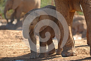 African elephant cub