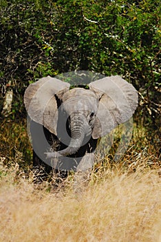 African Elephant Cub (Loxodonta Africana)