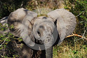 African Elephant Cub (Loxodonta Africana)