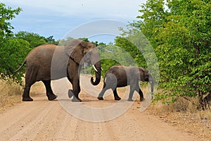 African Elephant with cub (Loxodonta africana) photo