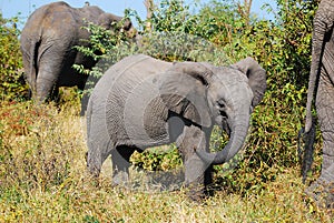 African Elephant Cub (Loxodonta africana) photo