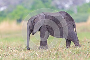 African elephant cub loxodonta africana browsing in grassland