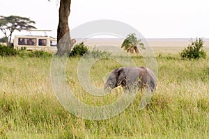 African elephant cub Loxodonta africana and safari car