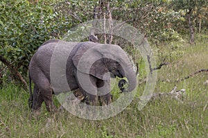 African Elephant Cub in South Africa photo