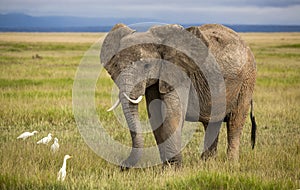 African elephant with curved tusks photo