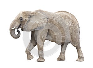 African Elephant Cutout