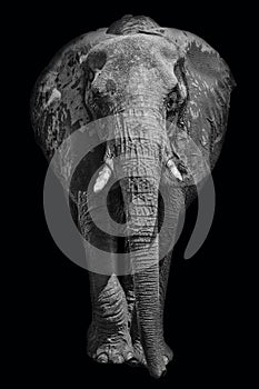 African elephant on dark background in black and white image