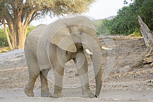 African Elephant, desert adapted, bull in landscape