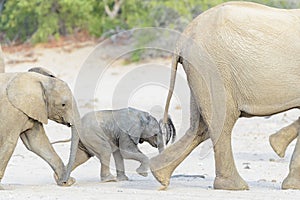 African Elephant, desert adapted, calf walking between family