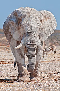 African elephant from dirty white clay in Etosha National Park, Namibia