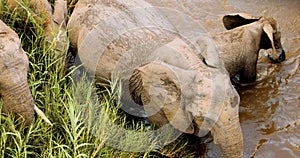 African Elephant drinking from river, wild Africa, National park, Safari Tourism