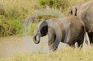 African Elephant  drinking from a stream