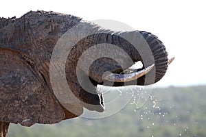 African Elephant Drinking Water