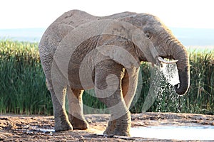African Elephant Drinking Water