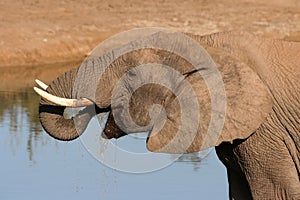 African Elephant Drinking Water