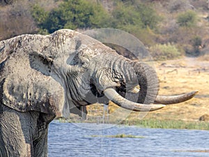 African elephant drinking water at Chobe river in Botswana