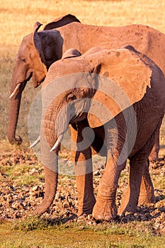 African elephant drinking at a waterhole