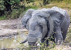 African Elephant drinking at a waterhole in the Nxai Pan National Park in Botswana