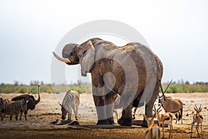 African elephant drinks water in Etosha National Park, Namibia