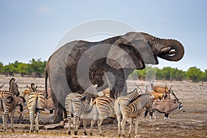 African elephant drinks water in Etosha National Park surrounded by zebras