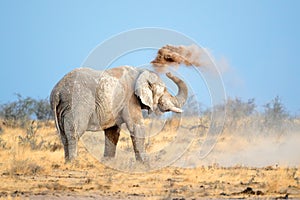 African elephant in dust