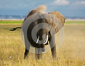 African elephant dust bathing