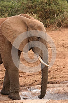 African Elephant Dusty
