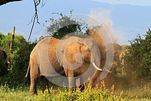African elephant in a dusty cloud. Kenya, Africa