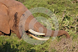 African Elephant Eating