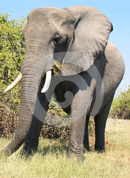 African elephant eating