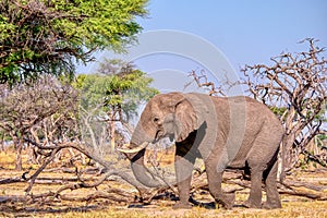 An African elephant eating bark during the dry season in Botswana.