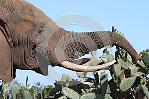 African Elephant Eating Cactus